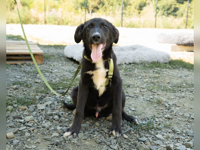 Mylo sucht sein zu Hause