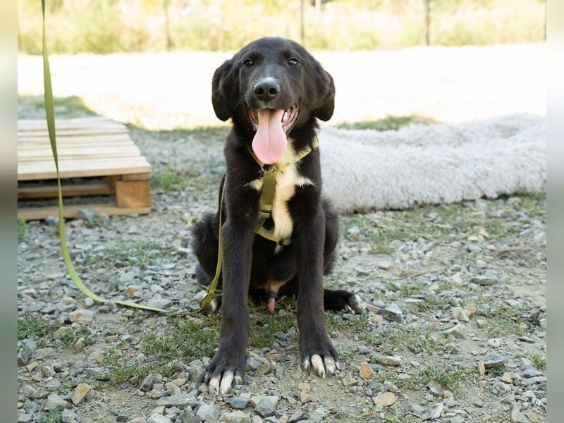Mylo sucht sein zu Hause