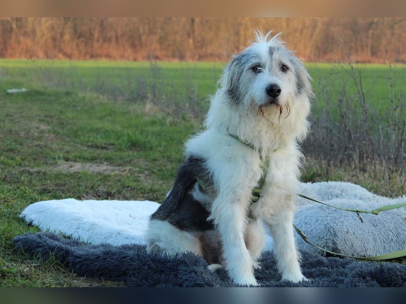 Amelio – sanfter Herzenshund sucht sein Für-Immer-Zuhause