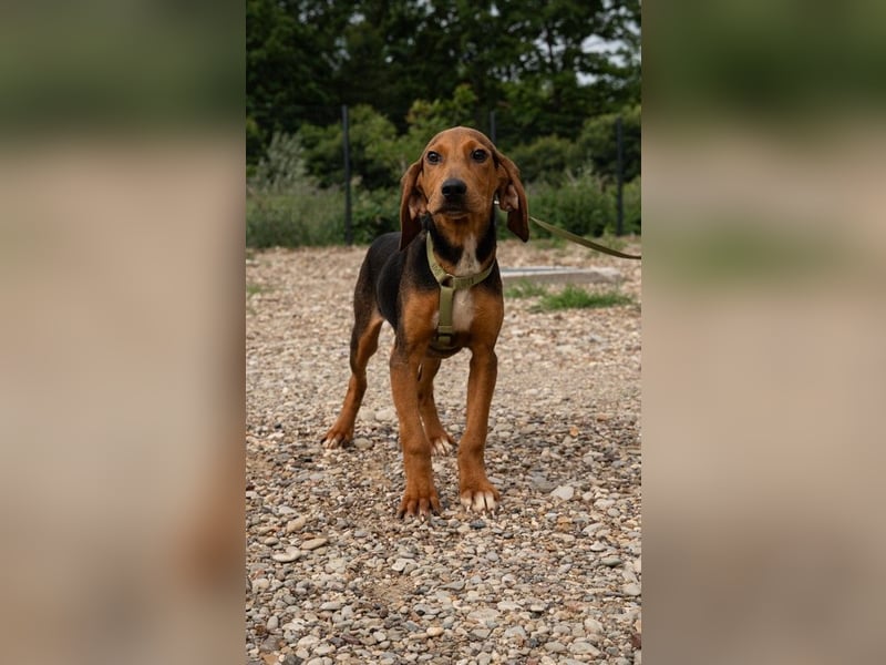 Tajno unser kleiner Chameur