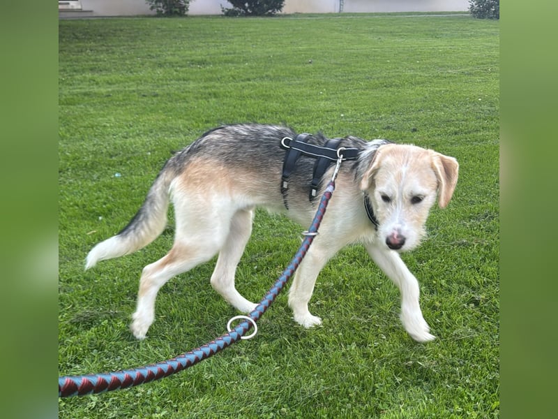 Lasko sucht sein Glück ...