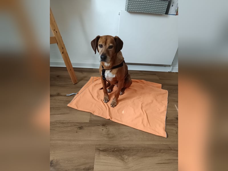Amirs sucht ihr Zuhause - und vielleicht genau dich!