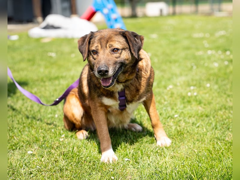 Unsere Taxina wünscht sich ein schönes Zuhause..