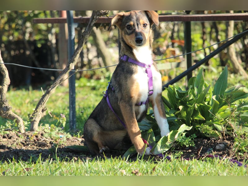 Bandina unsere Herzenshündin