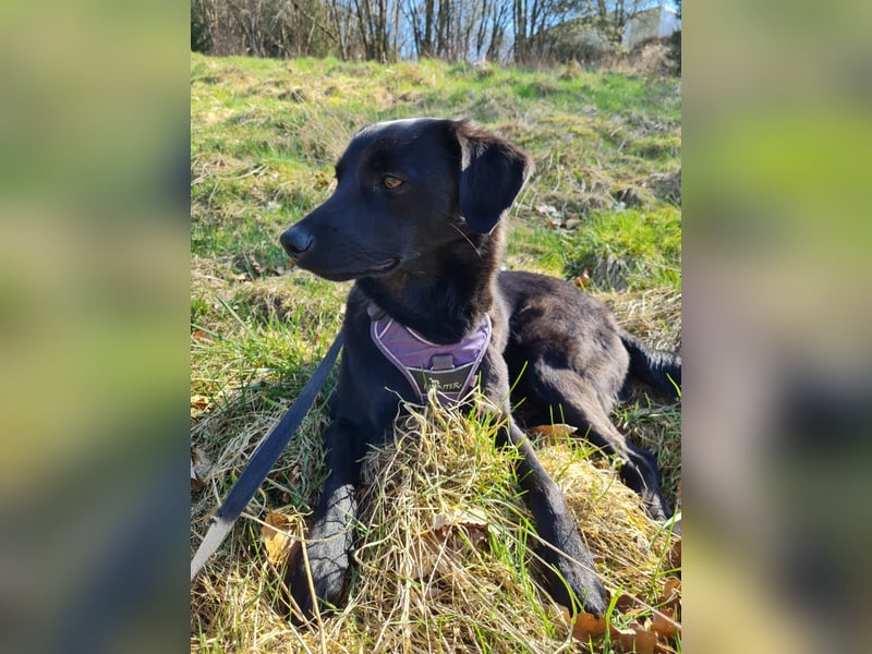 Sookie sucht ihr Für-immer Zuhause...