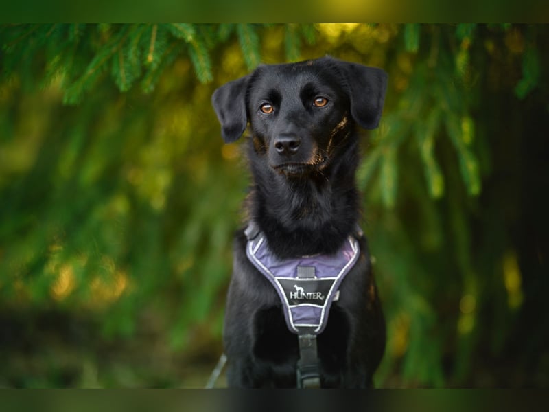 Sookie sucht ihr Für-immer Zuhause...