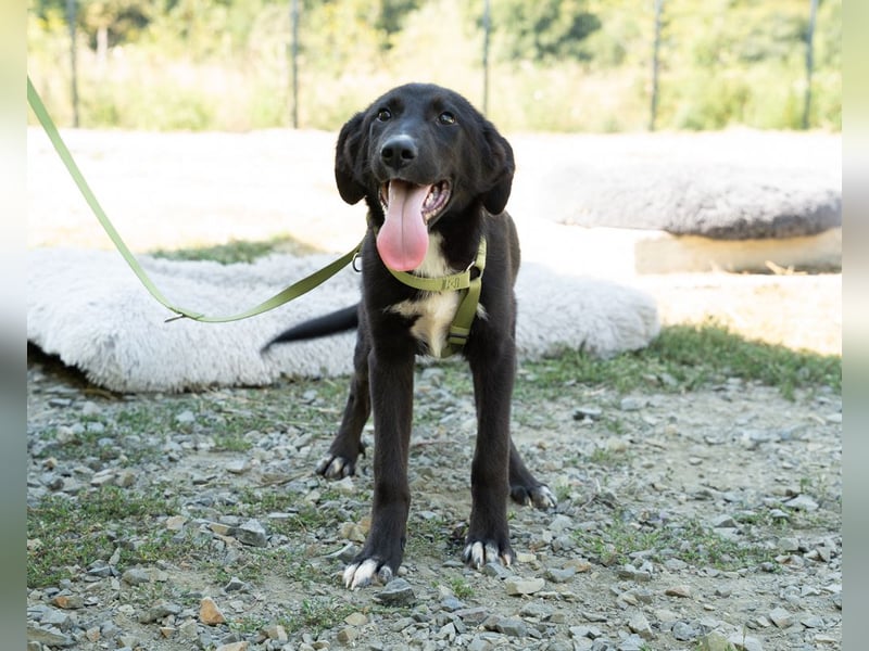 Mylo sucht sein zu Hause