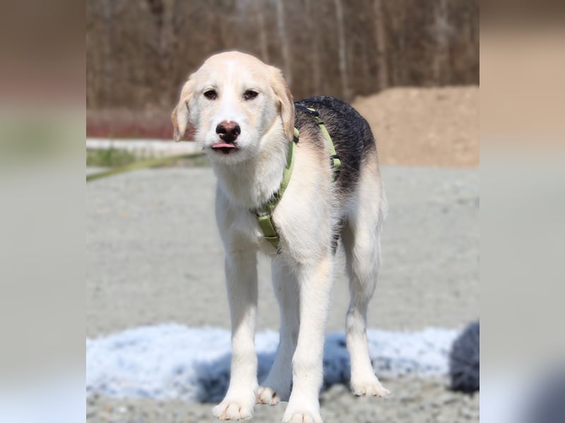 Lasko sucht ein Zuhause...