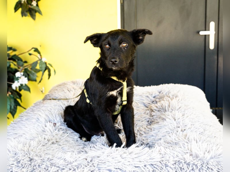 Pepper sucht sein für immer zu Hause....