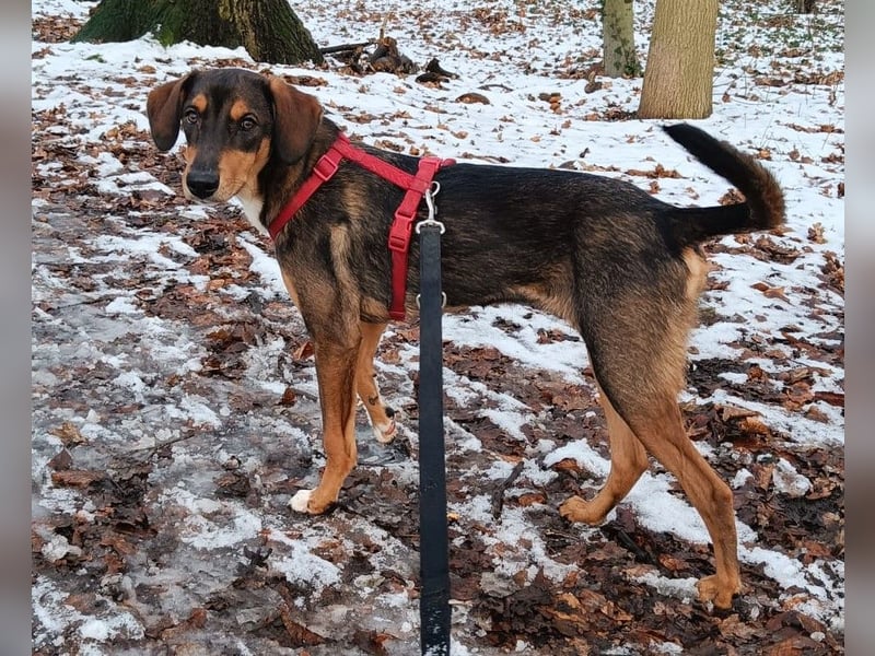 Sanio – ein Traumhund auf vier Pfoten...