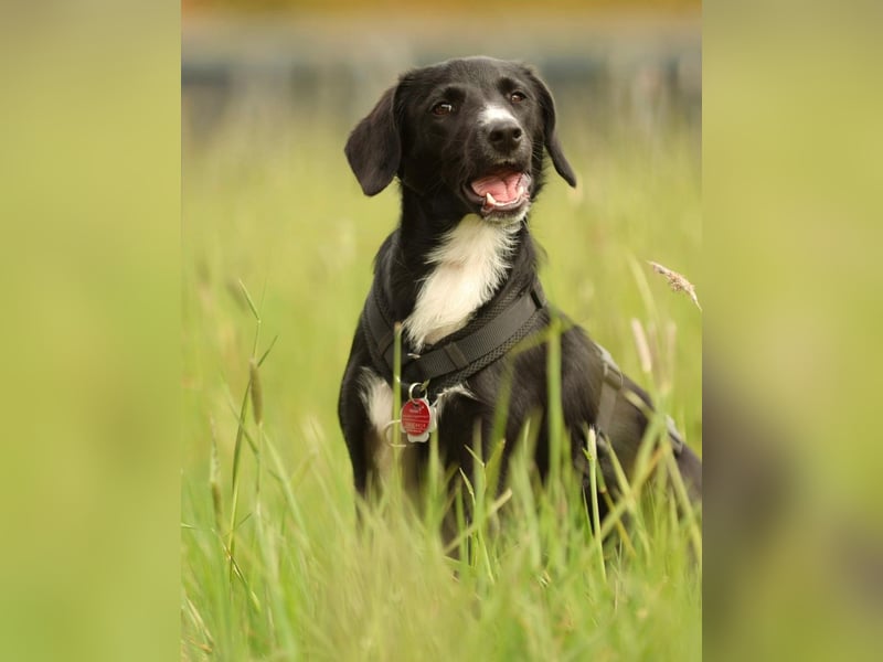 Kuschelmaus Tinella sucht ihr Famiie...