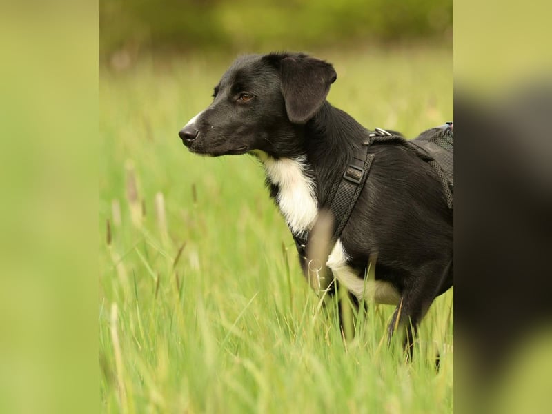 Kuschelmaus Tinella sucht ihr Famiie...