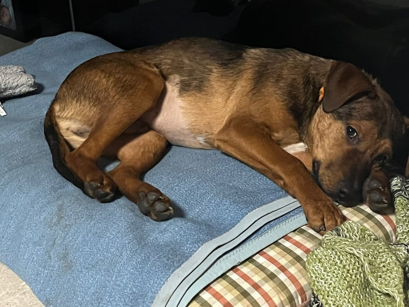 Ein Platz im Herzen gesucht: Jando