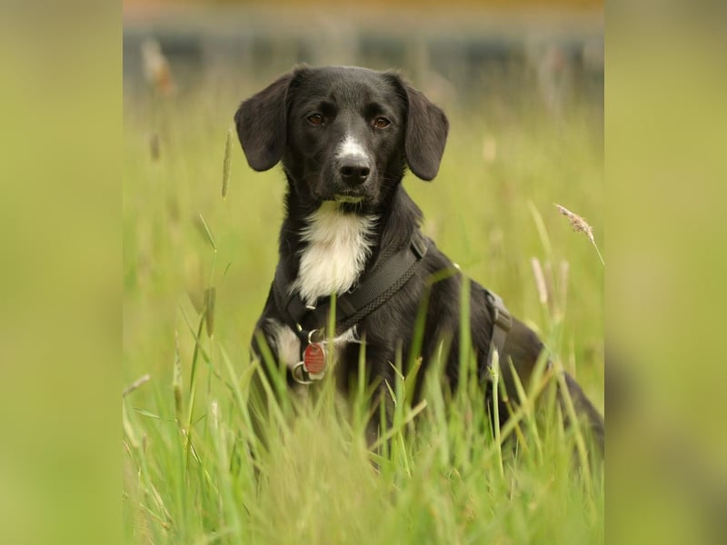 Kuschelmaus Tinella sucht ihr Famiie...