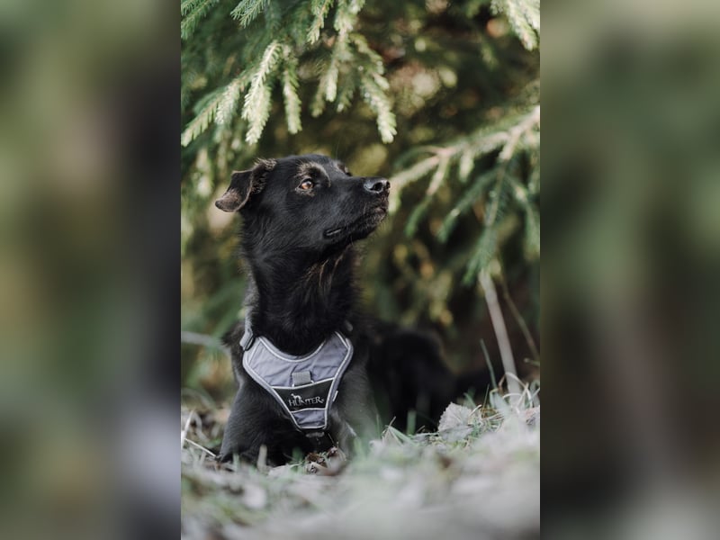 Sookie sucht ihr Für-immer Zuhause...