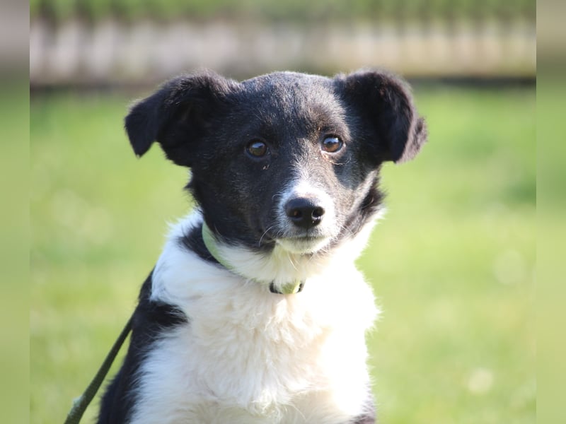 Moo sucht seine Menschen...