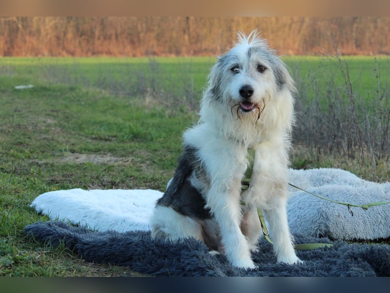 Amelio – sanfter Herzenshund sucht sein Für-Immer-Zuhause