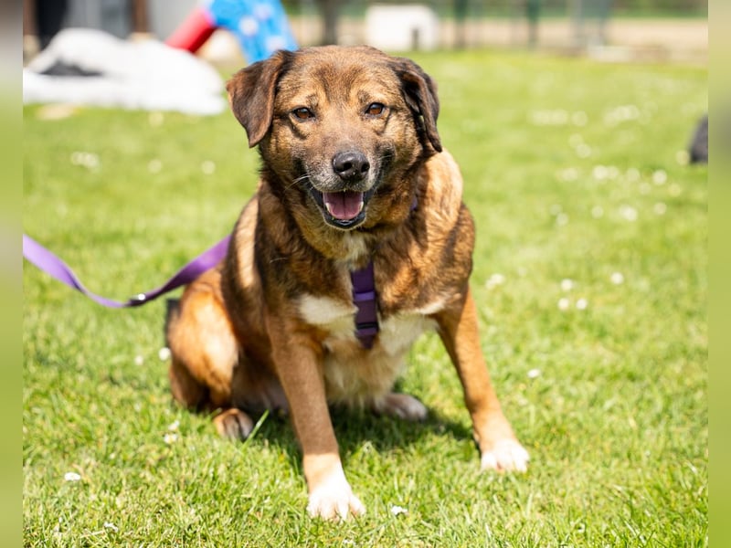 Unsere Taxina wünscht sich ein schönes Zuhause..