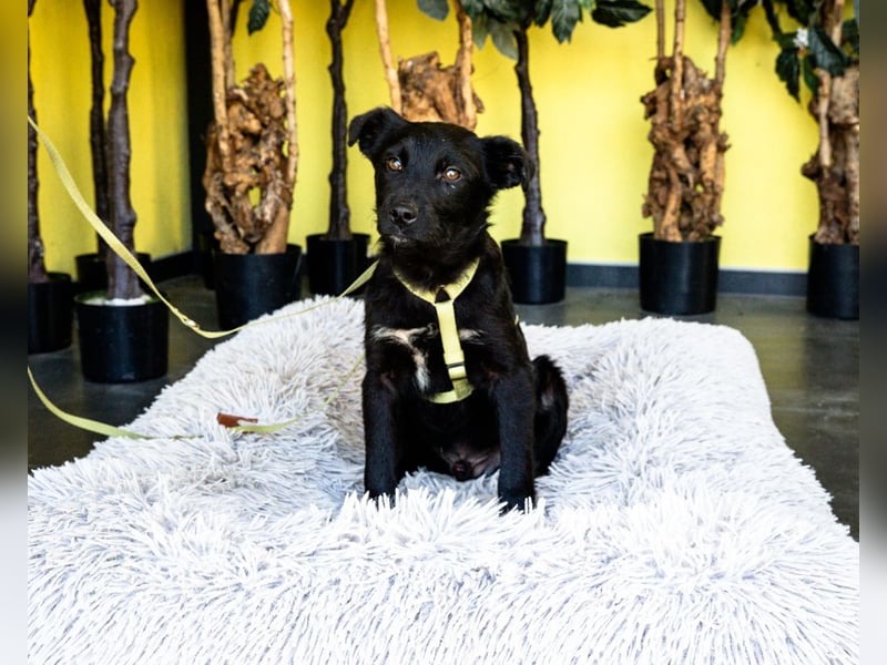 Pepper sucht sein für immer zu Hause....