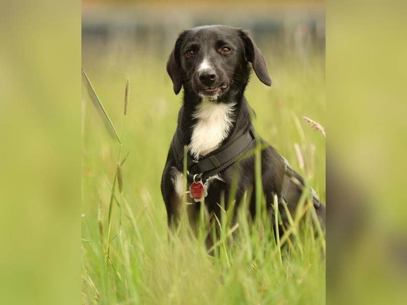 Kuschelmaus Tinella sucht ihr Famiie...