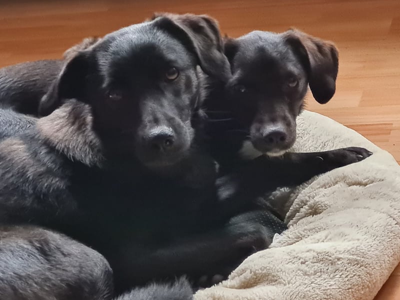 Sookie sucht ihr Für-immer Zuhause...