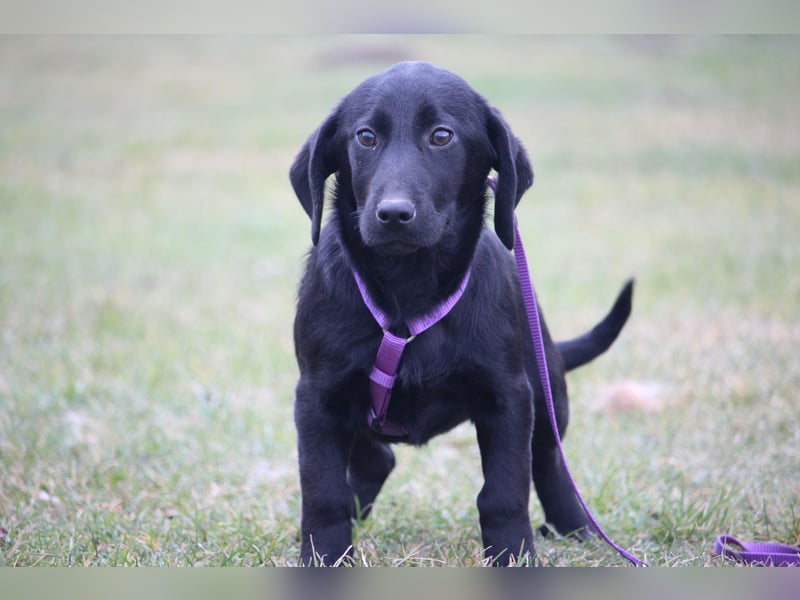 Liore sucht ihr Für-Immer-Zuhause