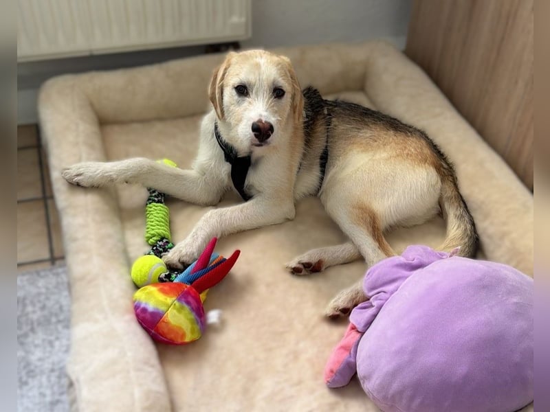 Lasko sucht sein Glück ...