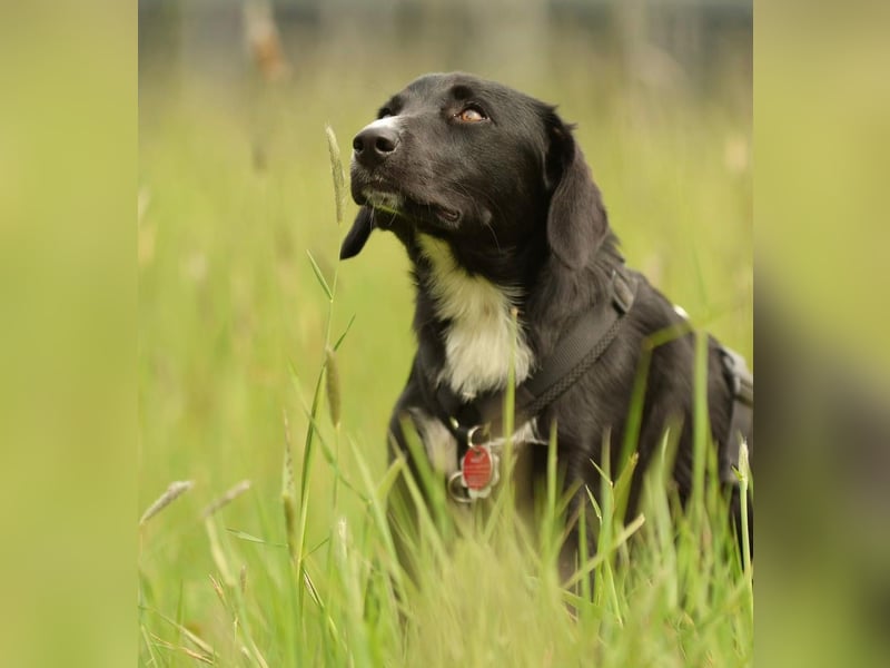 Kuschelmaus Tinella sucht ihr Famiie...