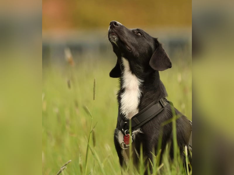 Kuschelmaus Tinella sucht ihr Famiie...