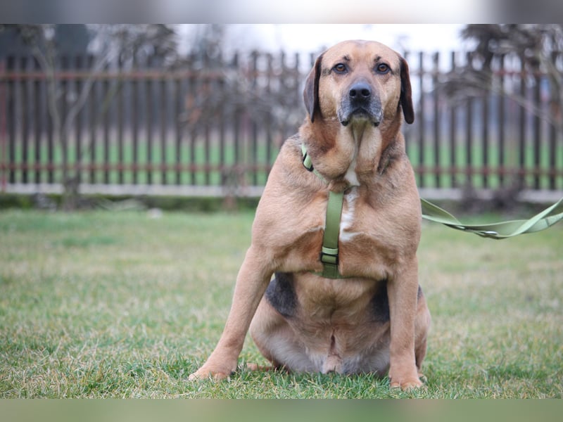 Jango sucht sein Für-Immer-Zuhause!