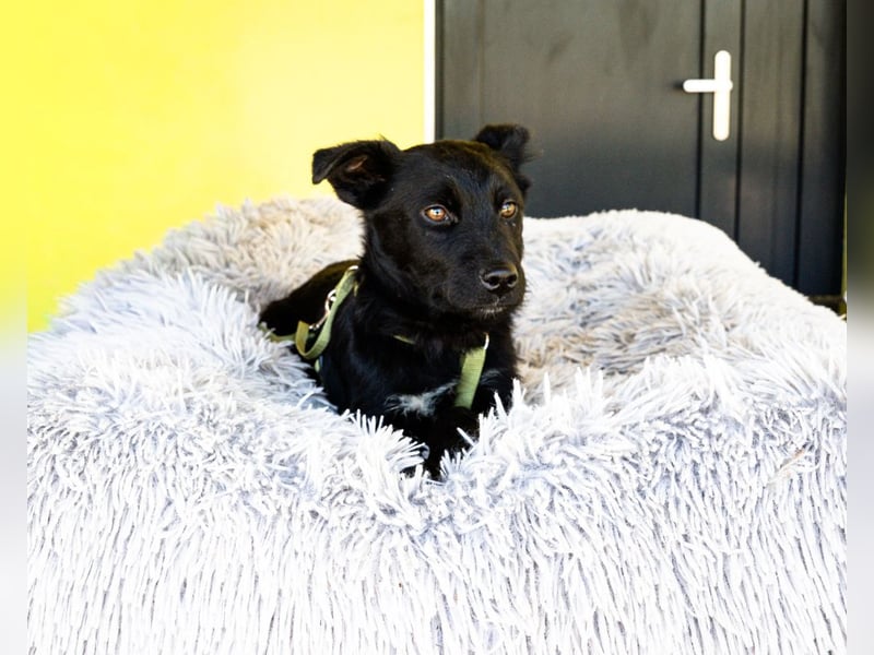 Pepper sucht sein für immer zu Hause....