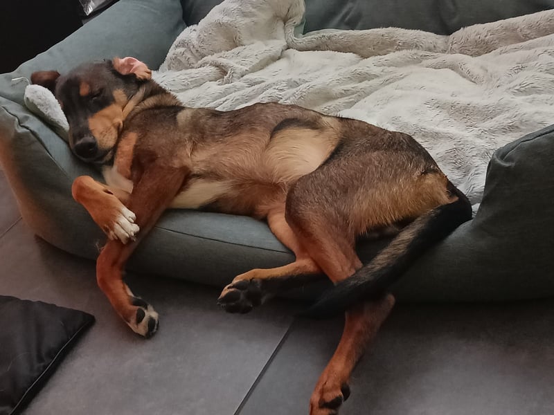 Sanio – ein Traumhund auf vier Pfoten...