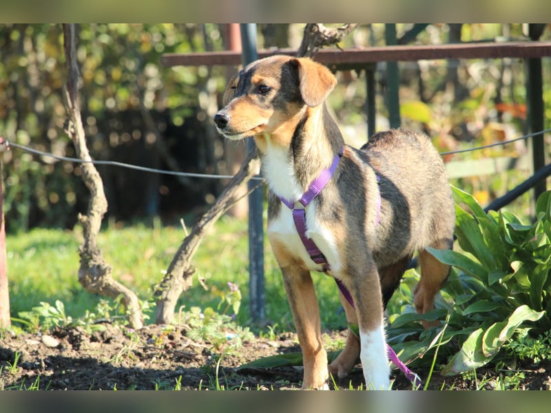 Bandina unsere Herzenshündin