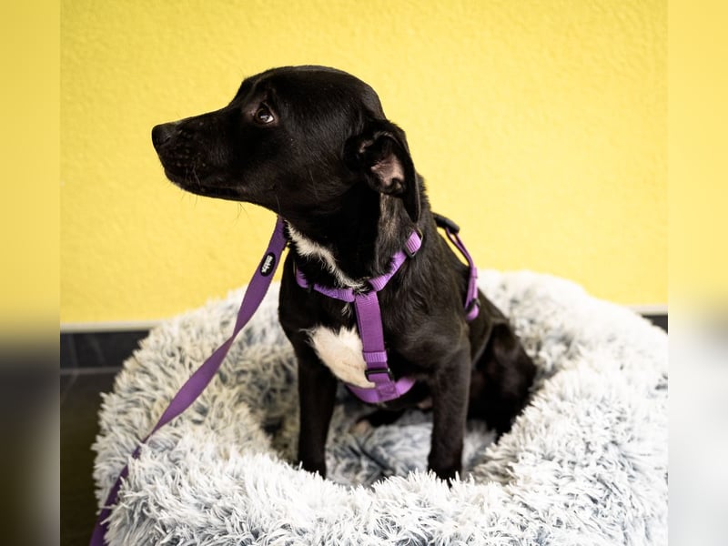 Sweety möchte ihr Herz verschenken....