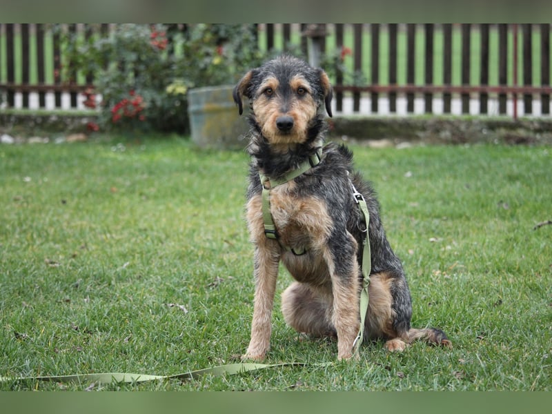 Miko sucht seine Menschen...