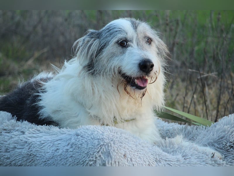 Amelio – sanfter Herzenshund sucht sein Für-Immer-Zuhause