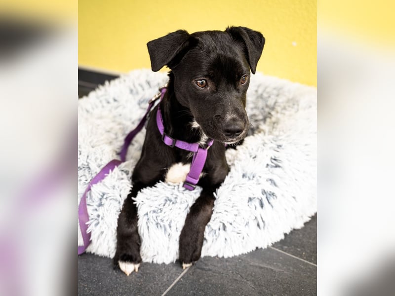 Sweety möchte ihr Herz verschenken....