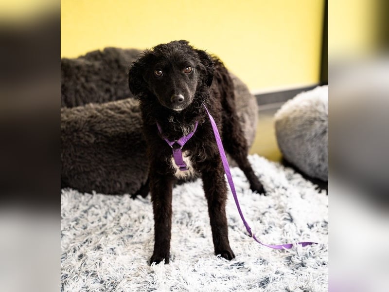 Wer schenkt Jolina ein für immer Zuhause