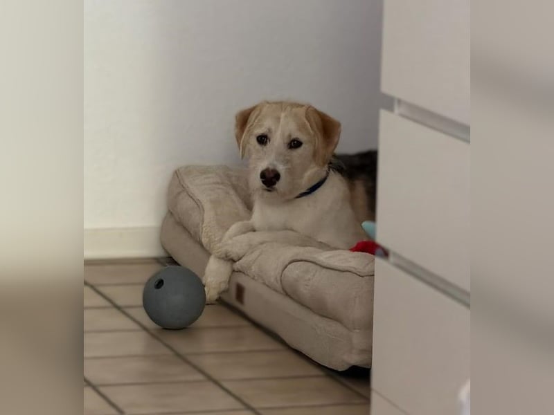 Lasko sucht sein Glück ...