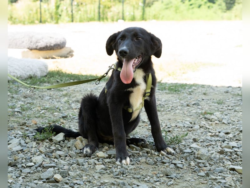 Mylo sucht sein zu Hause