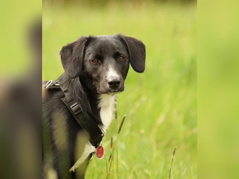 Kuschelmaus Tinella sucht ihr Famiie...