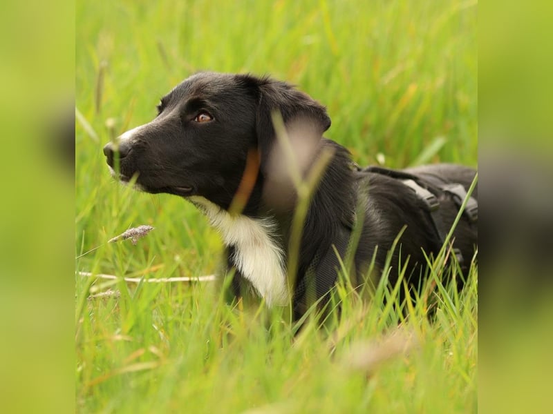 Kuschelmaus Tinella sucht ihr Famiie...