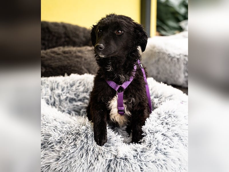 Wer schenkt Jolina ein für immer Zuhause