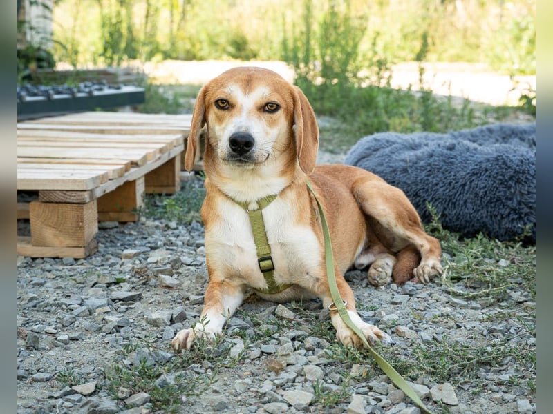 Storm sucht eine liebevolle Familie...