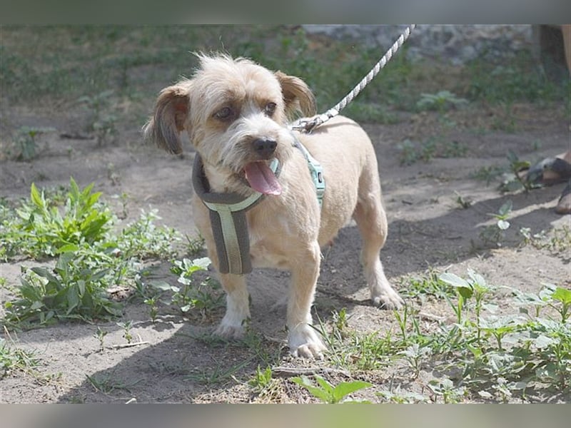 ANATOL,zuckersüsser, kleiner Fratz