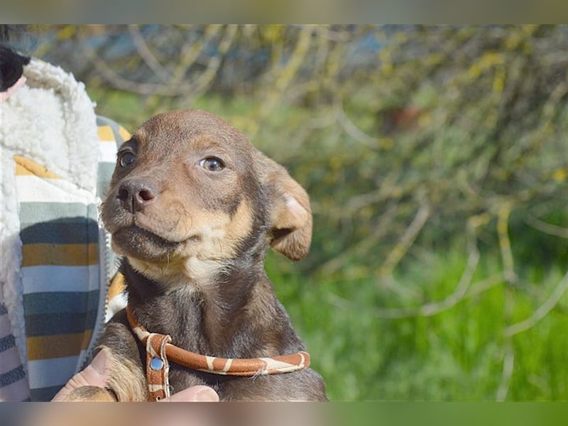 CAPPUCCINO, zuckersüsser Fratz