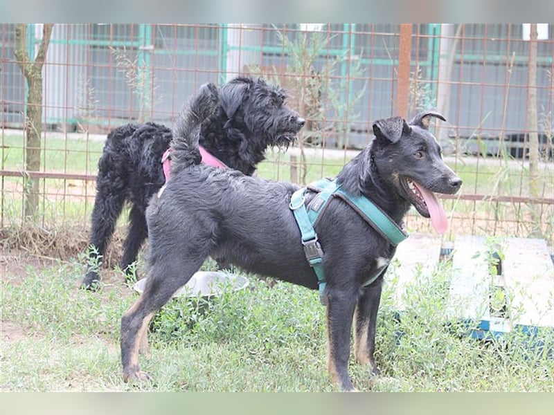 TIMMI, zuckersüsser Fratz