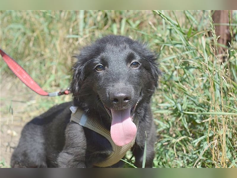 ANATOL,zuckersüsser, kleiner Fratz
