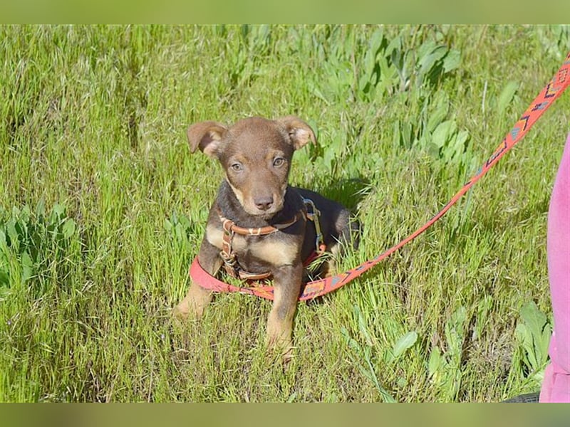 CAPPUCCINO, zuckersüsser Fratz