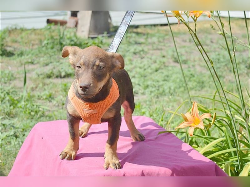 CAPPUCCINO, zuckersüsser Fratz